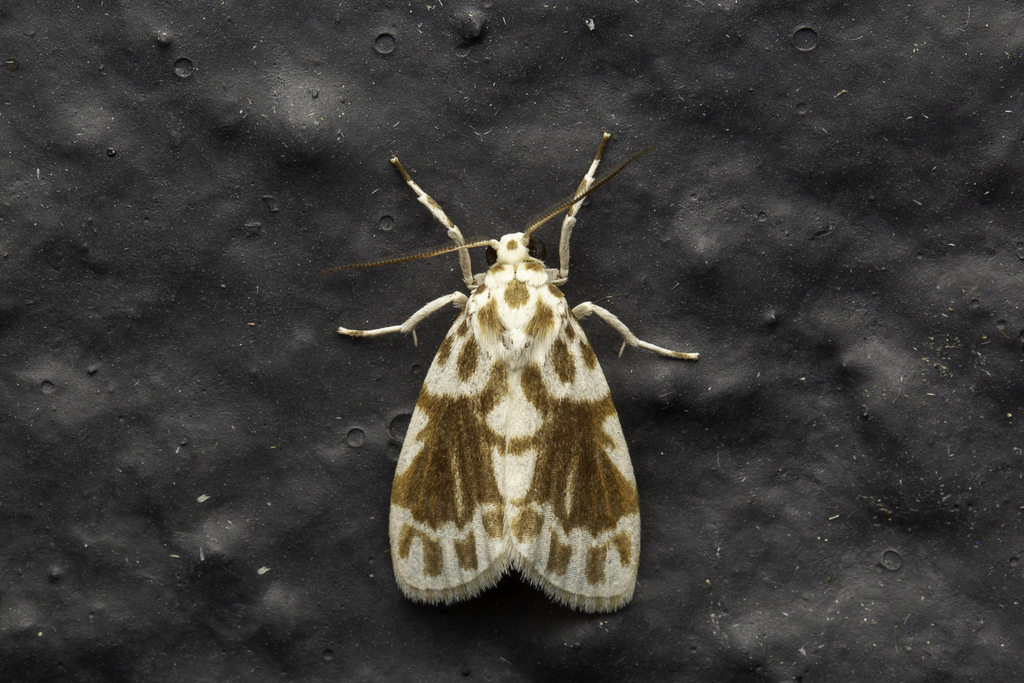 Adites trusmadi