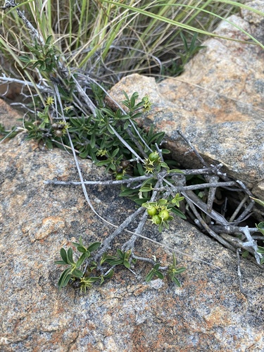 Dwarf Bride's Bush (Pavetta gracilifolia)