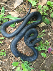 Lampropeltis nigra