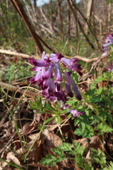 Corydalis