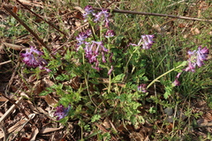 Corydalis