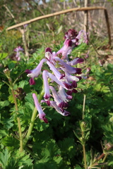 Corydalis