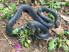 Lampropeltis nigra