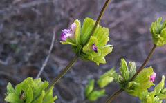 Salvia multicaulis