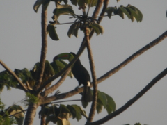 Ramphastos sulfuratus image