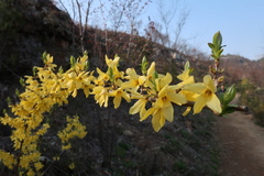 Forsythia koreana