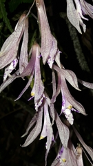 Cremastra appendiculata