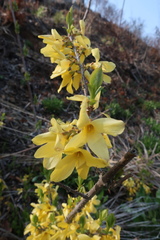 Forsythia koreana