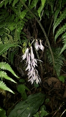 Cremastra appendiculata