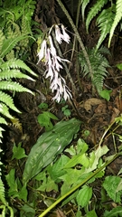 Cremastra appendiculata