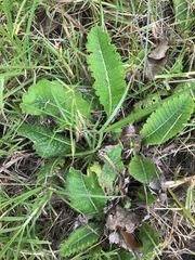 Berkheya radula