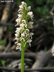 Orchis galilaea