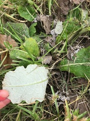 Berkheya radula