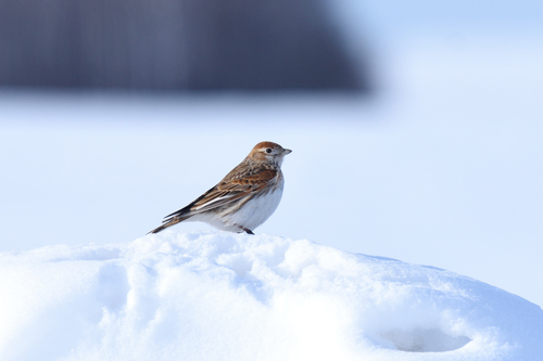 White-winged Lark, Dal'nekonstantinovskiy rayon, RU-NZ, RU, photo 7 of 10