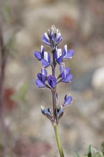 Lupinus bicolor