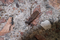 Oncocephalus annulipes
