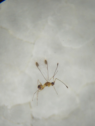 Fairyfly