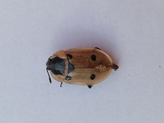 Dendroxena quadrimaculata