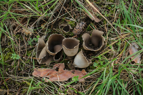 Dissingia leucomelaena