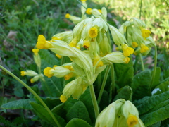Primula veris macrocalyx