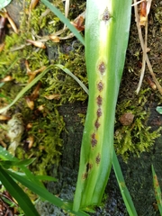 Uromyces muscari