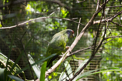Amazona brasiliensis