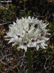 Allium meronense