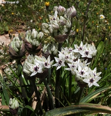 Allium meronense