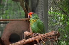 Amazona rhodocorytha