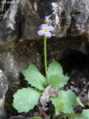 Arabis verna