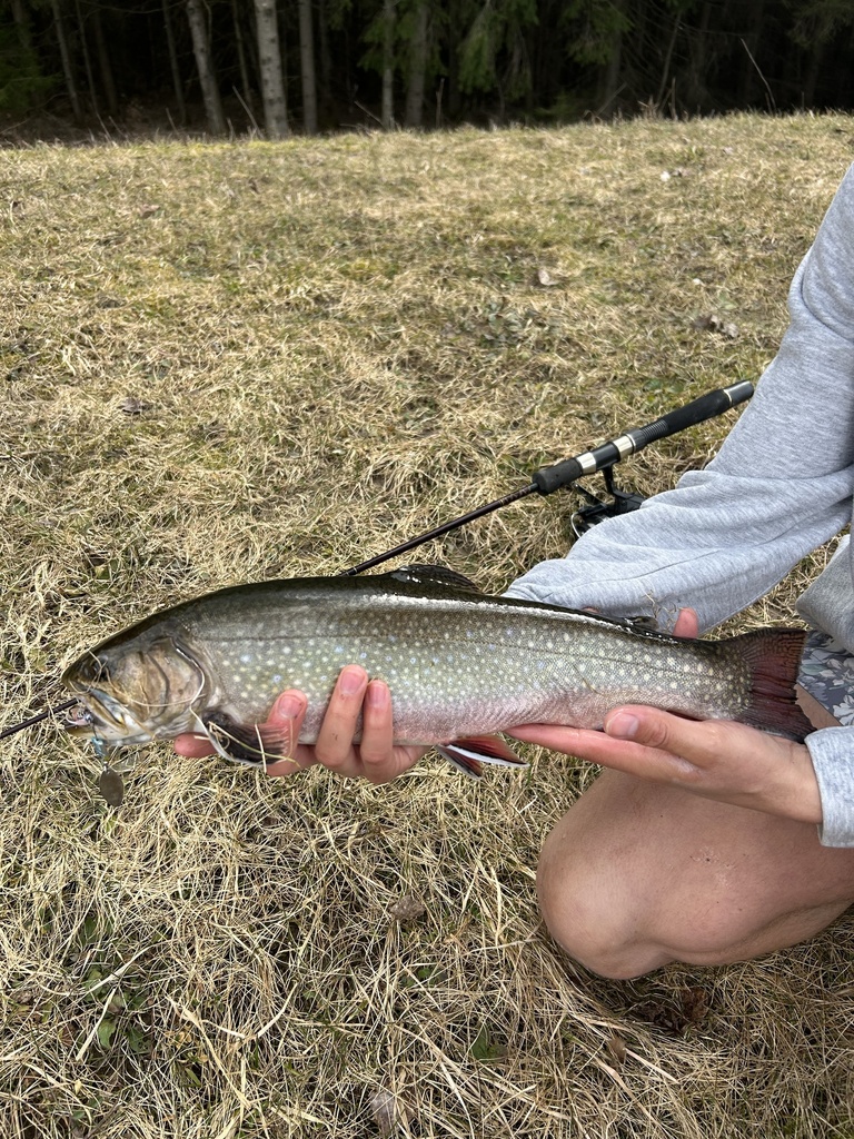 Brook Trout from C2-C, Fillmore, NY, US on March 13, 2024 at 02:25 PM ...