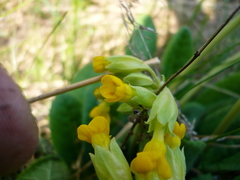 Primula veris macrocalyx