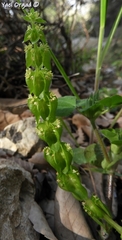 Cruciata articulata