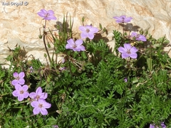Erodium acaule
