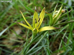Gagea commutata