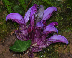 Lathraea clandestina