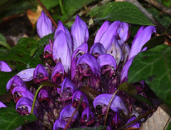 Lathraea clandestina