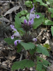 Lamium garganicum