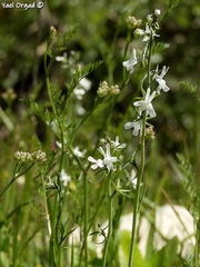Linaria chalepensis