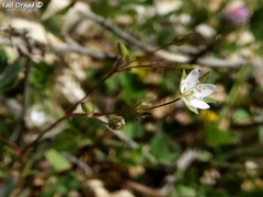 Sabulina tenuifolia