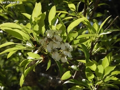 Pyrus syriaca