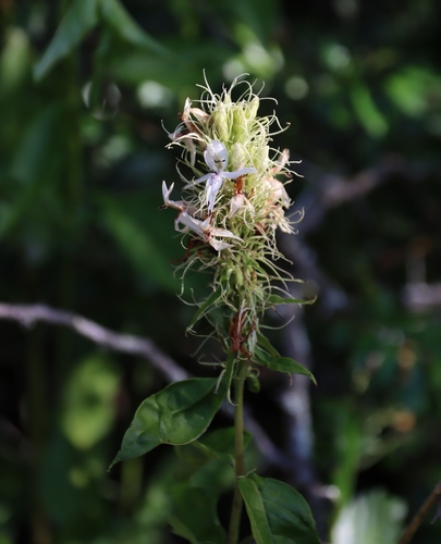 Ruttya ovata, photograph 1