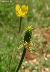 Ranunculus millefolius