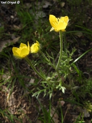 Ranunculus millefolius