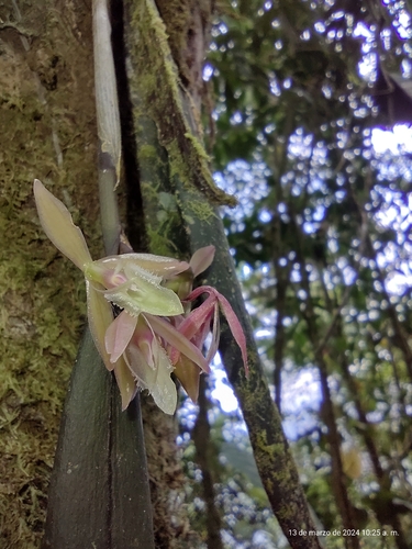 Epidendrum filamentosum Kraenzl.