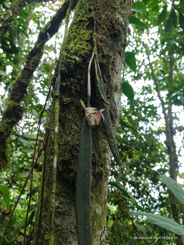 Epidendrum filamentosum Kraenzl. 2