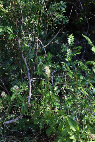 Ruttya ovata, photograph 2