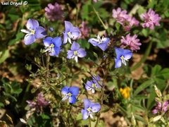 Veronica syriaca