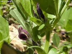 Vicia galilaea