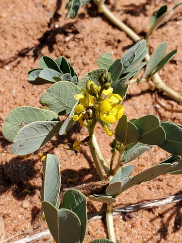 Eland's Pea